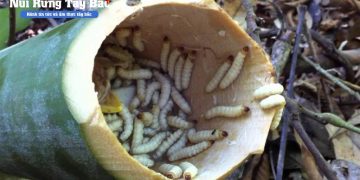 Sâu tre tây bắc – ngon lạ lùng có tiền chưa chắc mua được