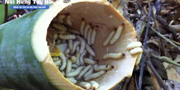 Sâu tre tây bắc – ngon lạ lùng có tiền chưa chắc mua được